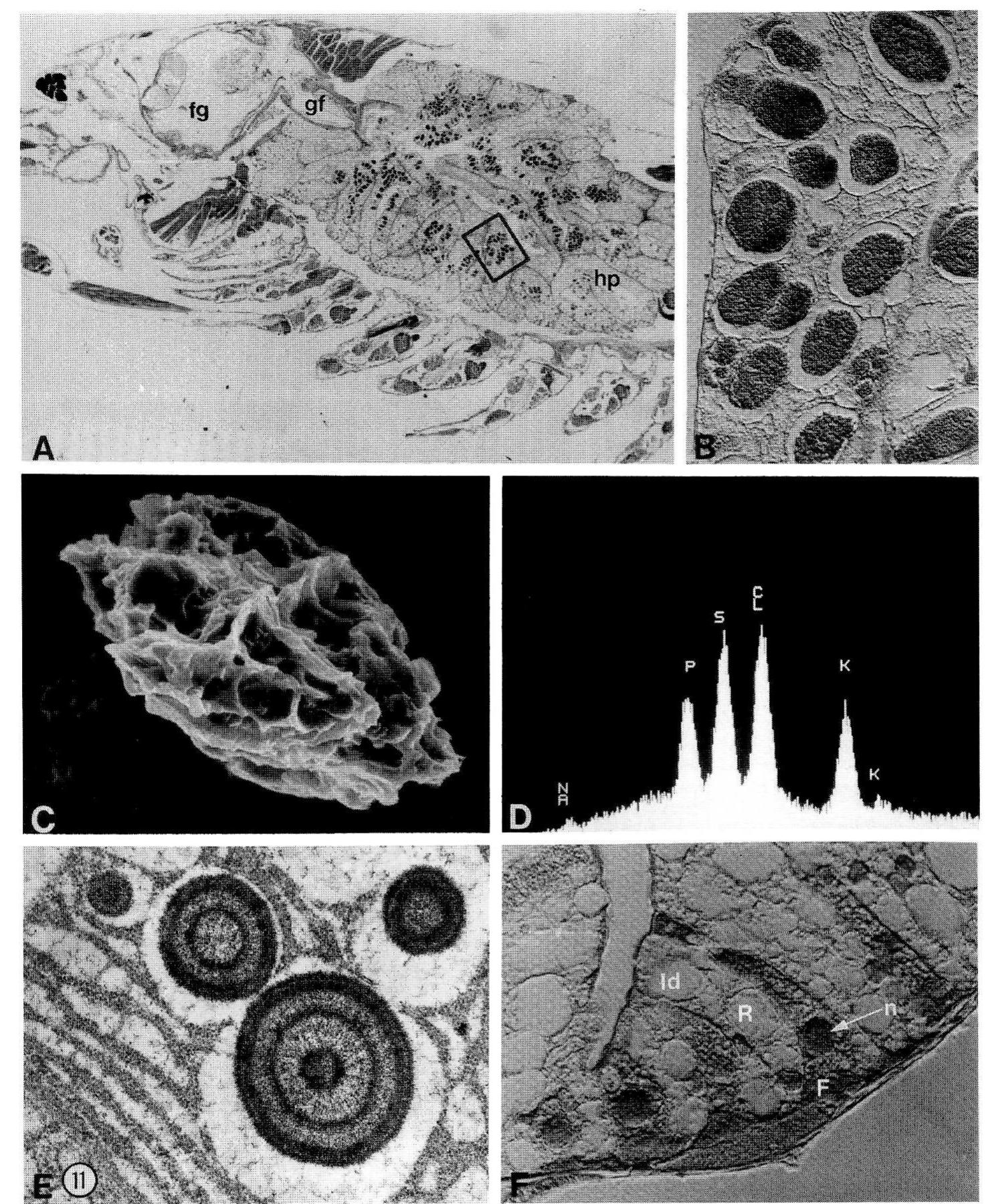 (PDF) Internal Anatomy of the Decapoda: An Overview