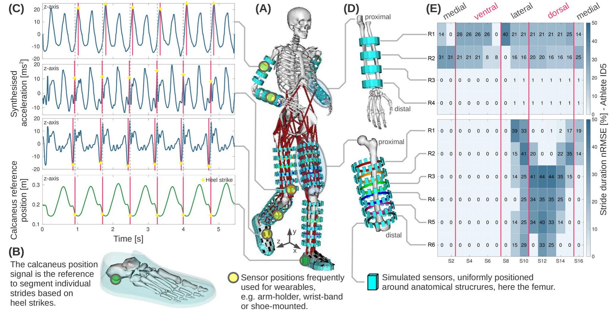 Motion Sensor Model Idea (PDF) Estimating wearable motion sensor performance from personal ...