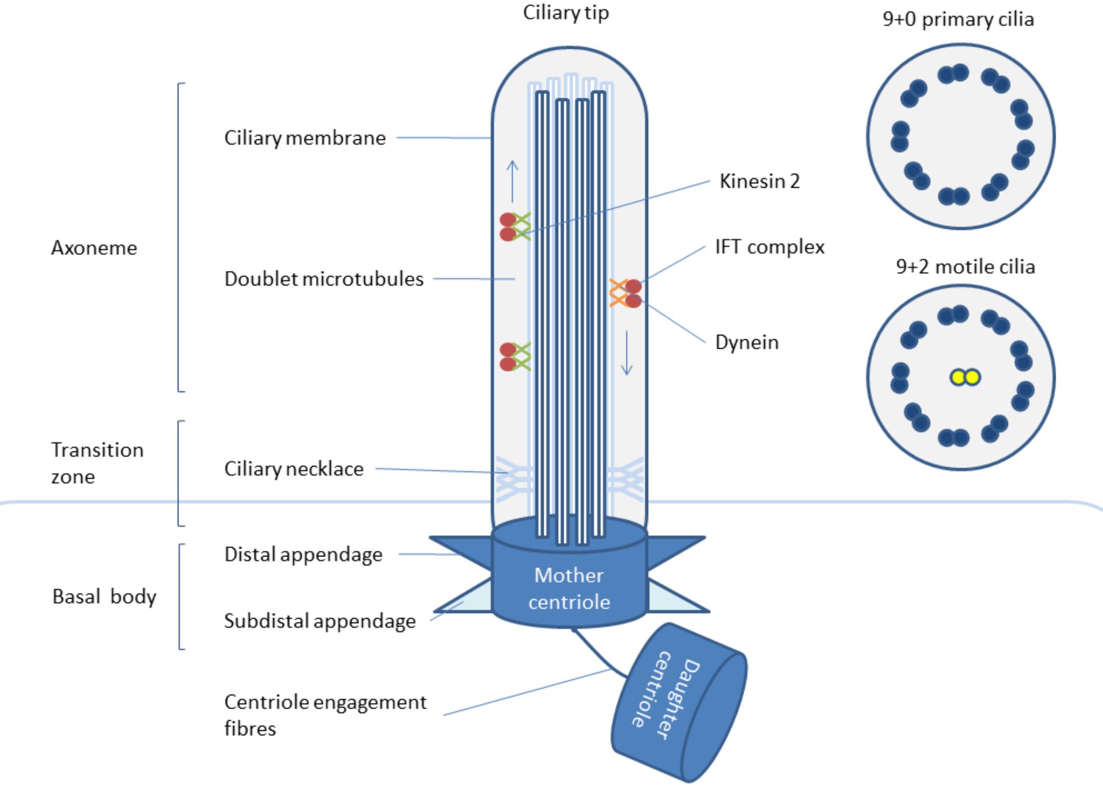 A simplified schematic structure of primary cilia and the