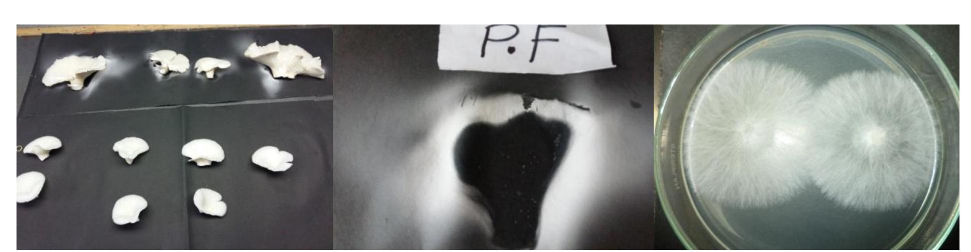 (PDF) Development of Intraspecific Hybridization of Pleurotus ...