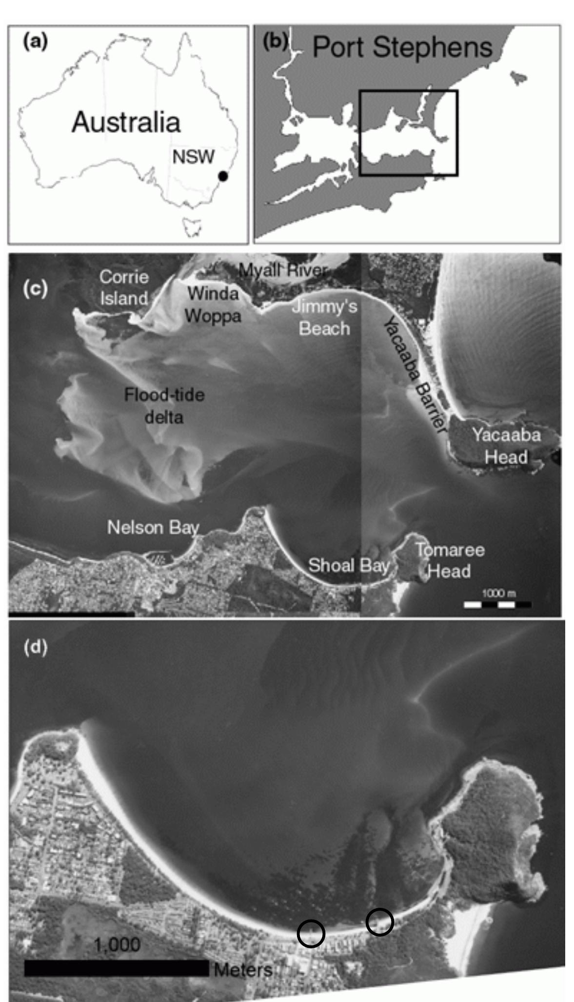 According to Frolich (2007), the flood-tide delta complex has been accumulating sedimen over the last four decades, both in the major shoal formations as well as some of the smalle: morphologies including the sand ridges and ebb shoal located close to Shoal Bay. Accretior has also occurred in two other locations, at Winda Woppa spit and Yacaaba sandwave (Cholinski 2004; Vila-Concejo et al. 2007a; 2009b). Conversely, the Port Stephens shorelines of Shoal Bay, Jimmy’s Beach, Nelson Bay have been undergoing erosion for the past 40 years (DPWS 1999; 2000 ; Frolich 2007; PWD 1979; 1985; 1987; Vila-Concejo et al 2007b).  Figure 1. (a) Location of Port Stephens, NSW, Australia; (b) Map showing the entire estuary; (c) aerial photo of the lower estuarine environment (April 2006) showing the main morphological features; (d) Study site of Shoal Bay is located on the southern shoreline immediately west of Tomaree Head, jetty in the centre of the beach and boat ramp to the west highlighted by black circles. 
