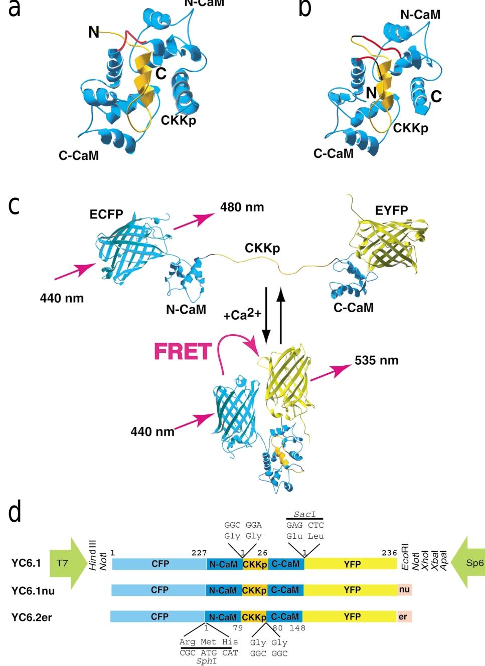 Versions Notl (PDF) FRET-based in vivo Ca2+ imaging by a new calmodulin-GFP fusion ...