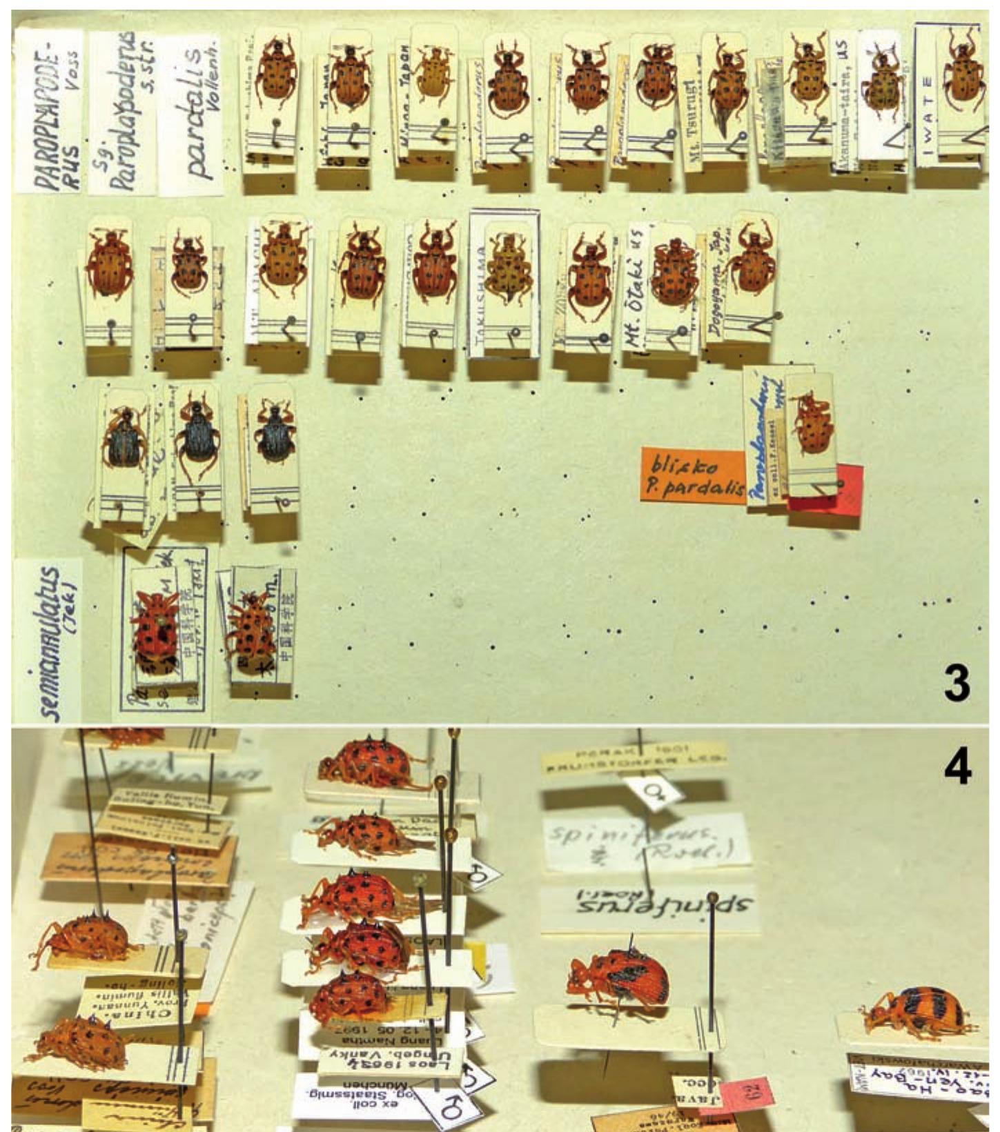 (PDF) Janusz PLUCIŃSKI and his Coleoptera collections in the Museum of ...