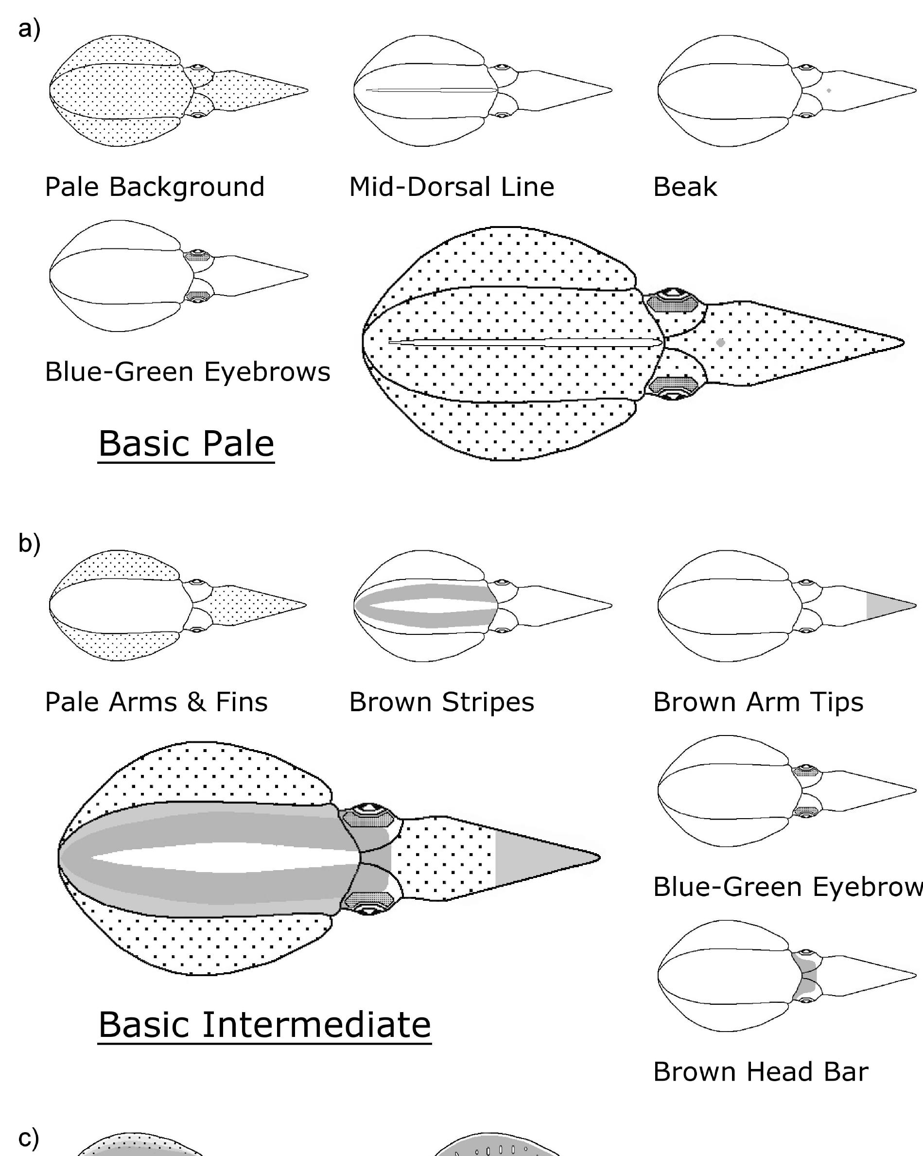 The most common components of squid skin displays and their