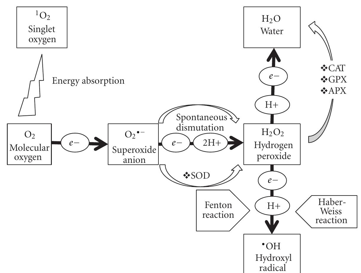 Gpx O2 Schematic representation of generation of reactive oxygen