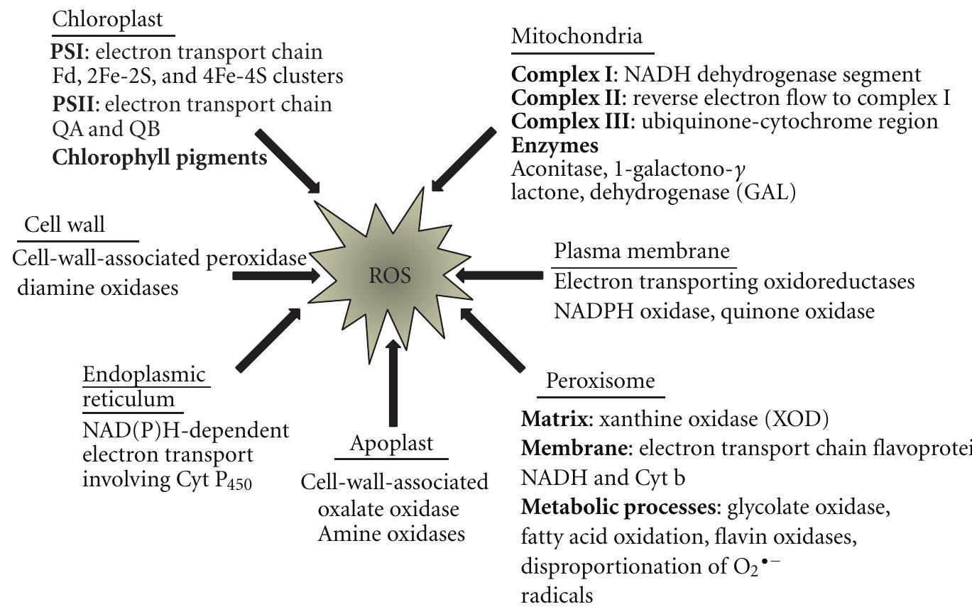 Schematic representation of generation of reactive oxygen