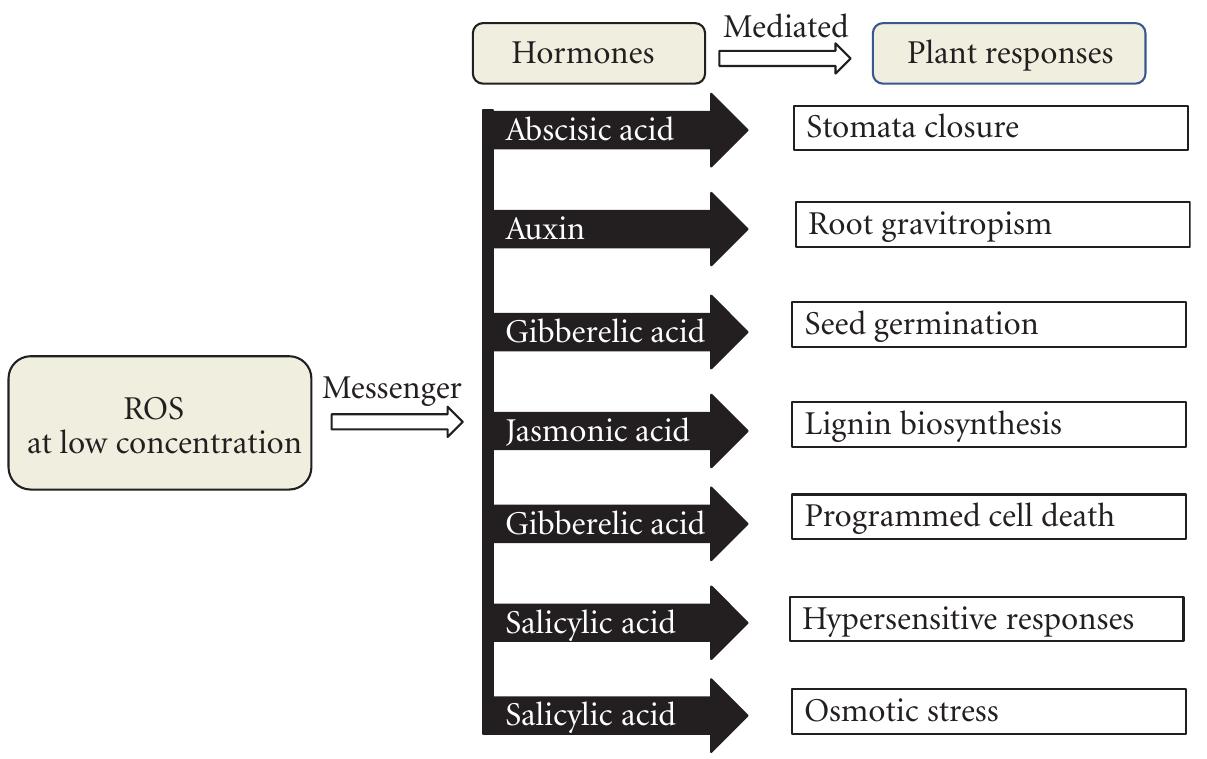 Schematic representation of generation of reactive oxygen