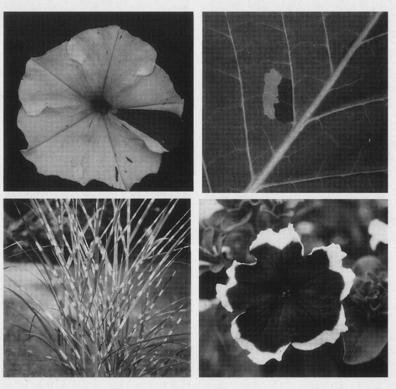 Descendants Patterns Figure 4 - from Chimeras and variegation : Patterns of