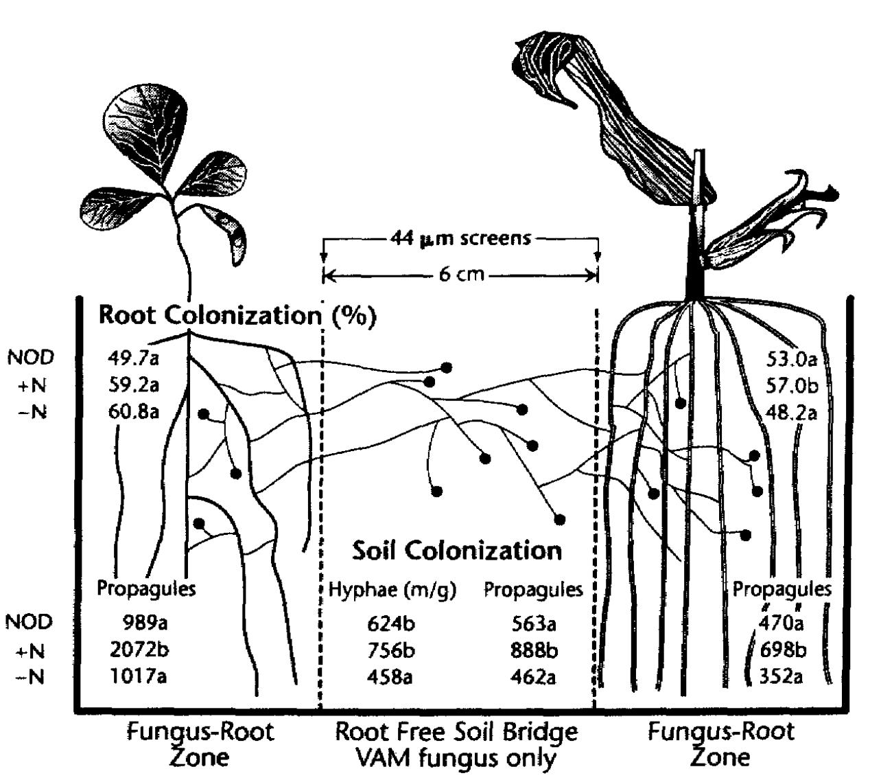 (PDF) Nutrient transfer between the root zones of soybean and maize ...