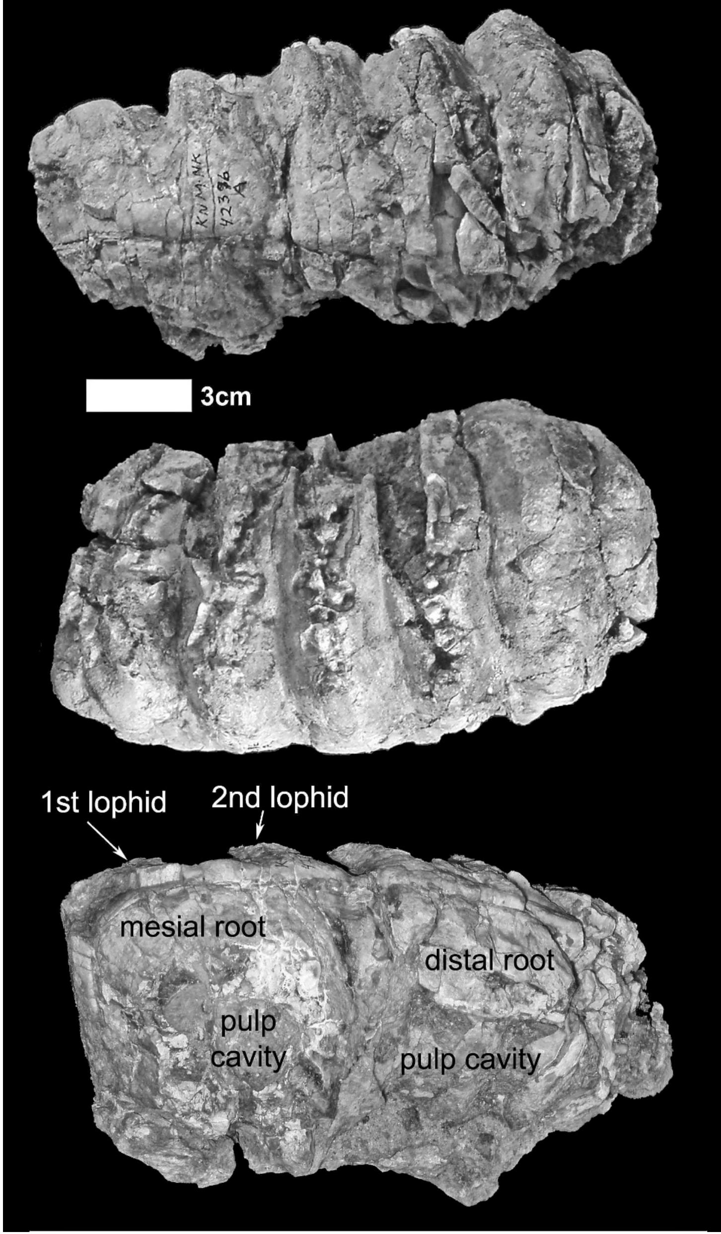 (PDF) New Late Miocene Elephantoid (Mammalia: Proboscidea) Fossils from ...