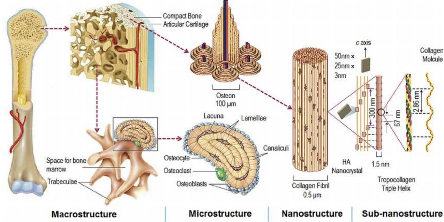 Figure 100 - from Nano-scale dynamic mechanical analysis of