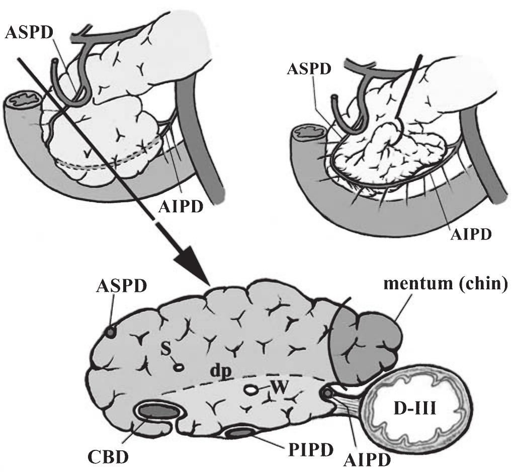 Course and position of the anterior inferior