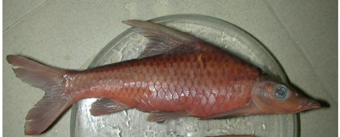 (PDF) The Freshwater Fishes of Angola