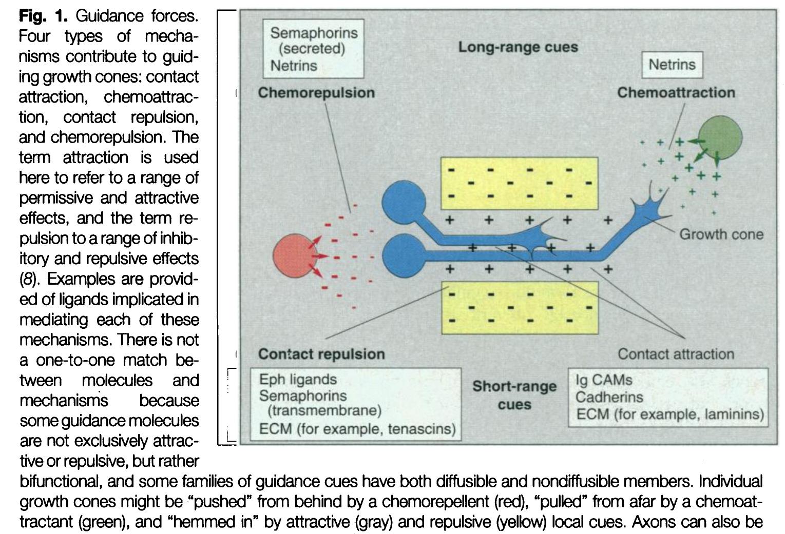 (PDF) The molecular biology of axon guidance