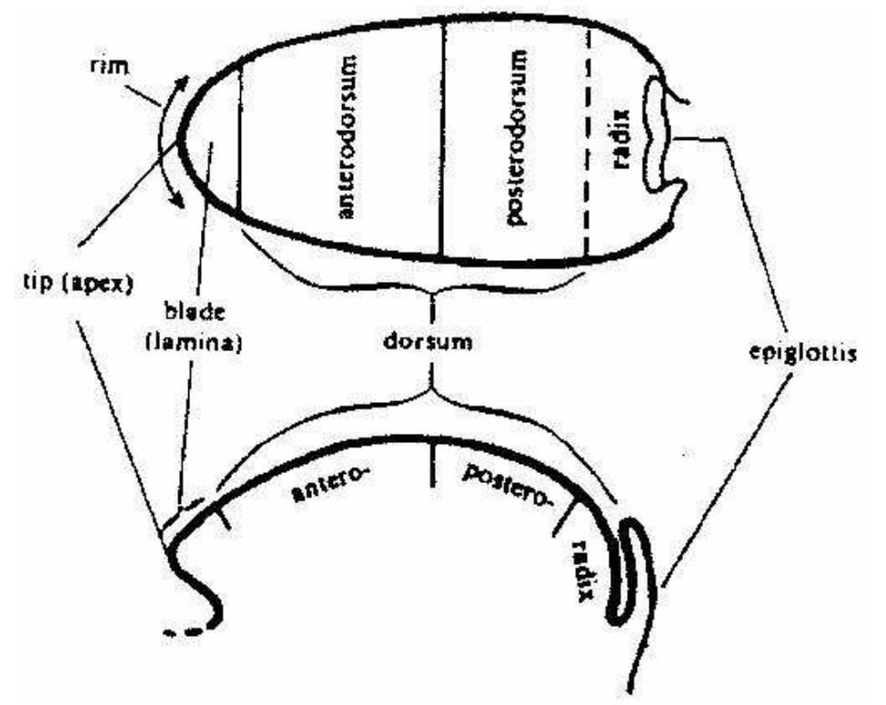 Figure 1. The subdivisions of the tongue (Catford [1]). 