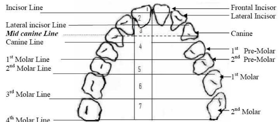 Though it is not always easy to delimit the boundary of the apex and the blade of the tongue, we consider that the fronter  part tha within  involves the tongue tip is apical. A sound is produced a region up to 10 to 15 mm behind the apex is  considered laminal [2] (see Figure 1). In this study, the apical  articula  tion will be considered as the involving active  participation of both apex and rim of the tongue (Figure 1).  Just as articula articula  tongue subdivision indicates the role of the active tor, the dentition plan gives us the places of tion.  
