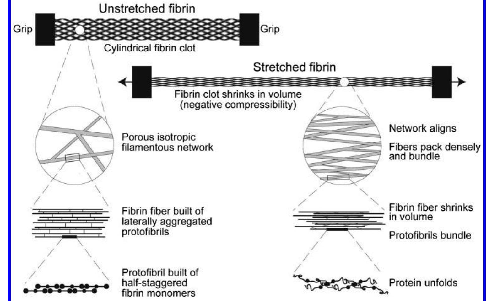 Sample Elsevi 0 schematic of fibrin sample under tensile testing