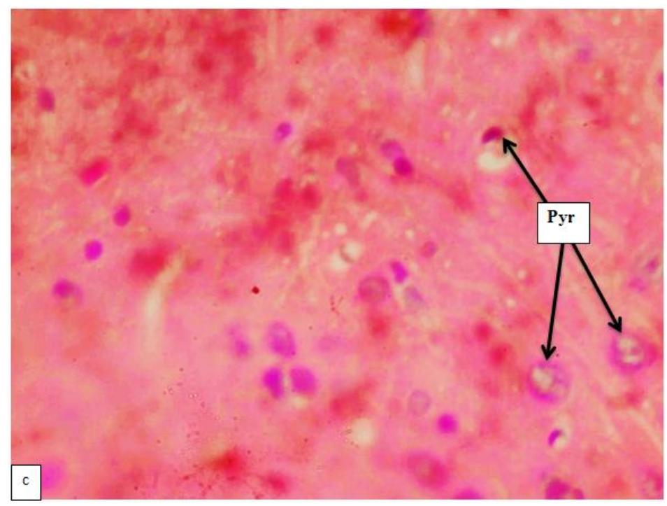 -6c: photomicrograph of h and e stain of the cerebral cortex