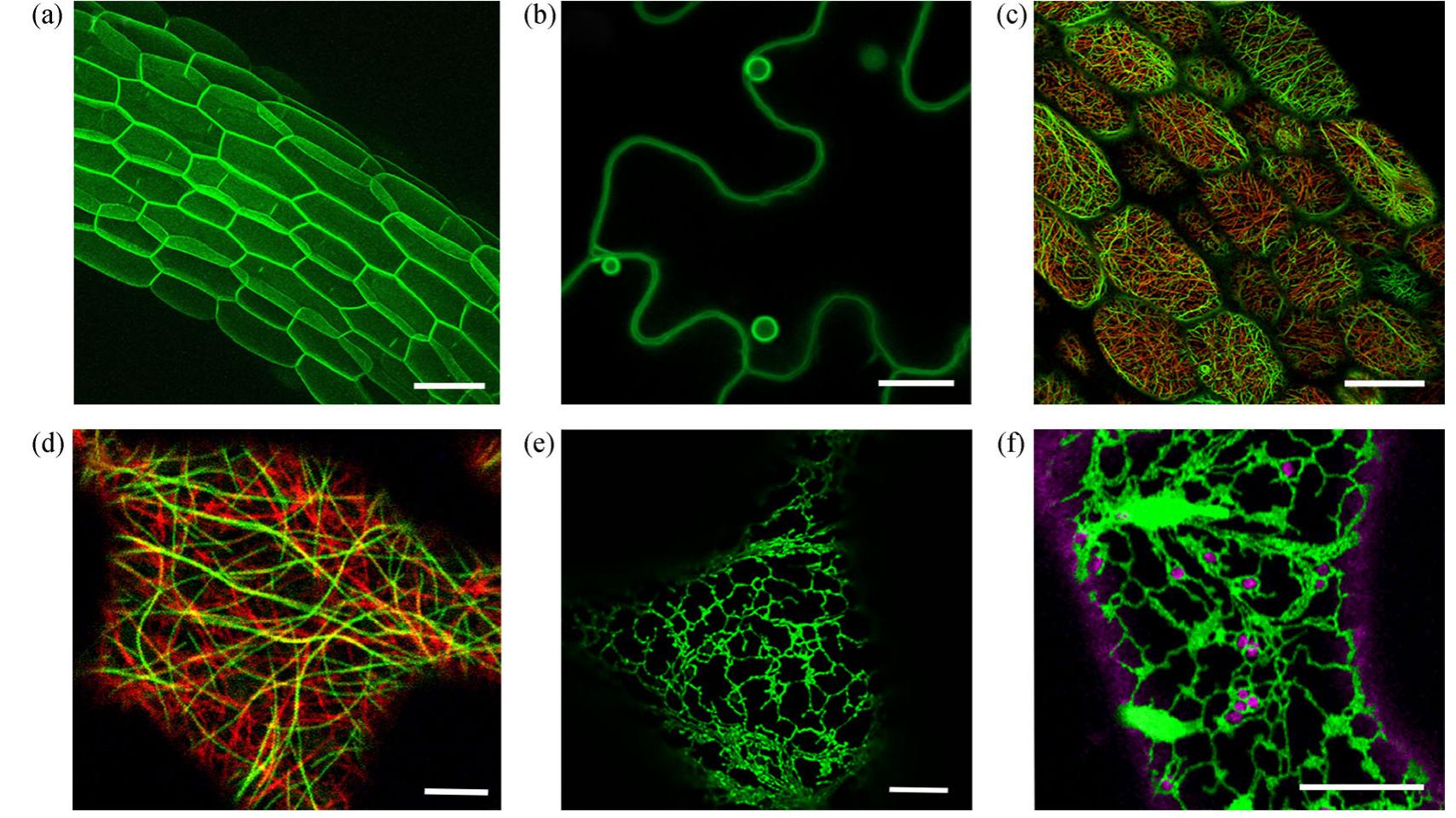 Figure 1 - from Plant genetic engineering and genetically