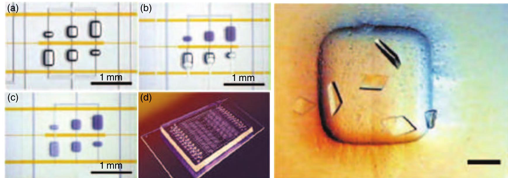 (0095 Figure 19 = Left: Microfluidic crystallization structures. (a) Three crystallization assays with different mixing ratios (1:4, 1:1, 4:1) and a fixed total volume of 25nl. (b) The central interface valve is closed and the chamber is filled with solution while the air diffuses through the bulk elastomer. (c) The intermediate valve is opened, initiating the diffusional mixing process. (d) The complete chip features 48 unit cells performing 144 simultaneous crystallization experiments while using 3 pl of protein sample only. Right: Example of protein crystals grown in the described microfluidic structure (scale bar, 100 tum). They have been grown within 12 h only, while the conventional process takes over a week. (Reprinted with permission from Hansen C, Quake S R 2003 Microfluidics in structural biology: Smaller, faster- -- better. Curr. Opin. Struct. Biol. 13, 538-44. Copyright 2003 Eksevier.) 