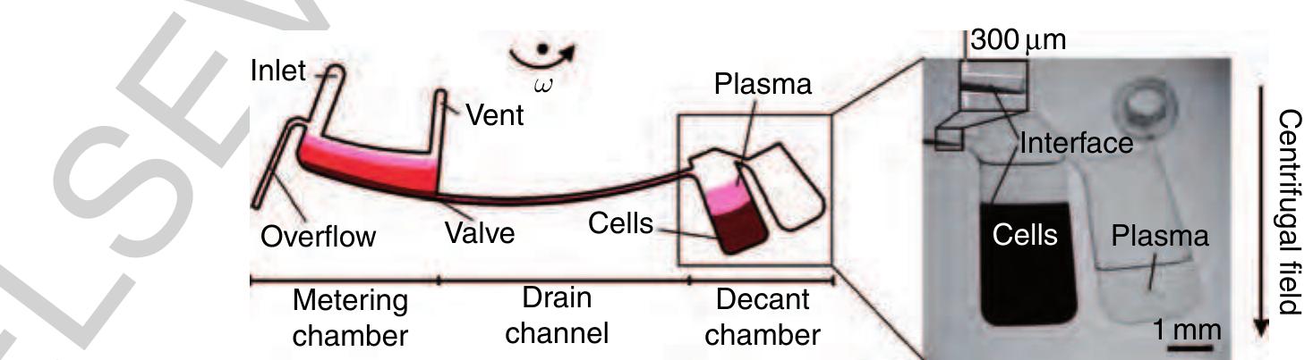 1135 Figure 27 Left: Flow scheme of the decanting structure for plasma extraction from a raw blood sample. Right: Purified  ~ plasma is decanted into a separate reservoir while the cellular pellet is retained at the bottom of the decant chamber. (Source: Haeberle S, Brenner T, Zengerle R, Ducree J 2006a Centrifugal extraction of plasma from whole blood on a rotating disk. Lab Chip 6, 776-81. Reproduced by permission of The Royal Society of Chemistry.) 