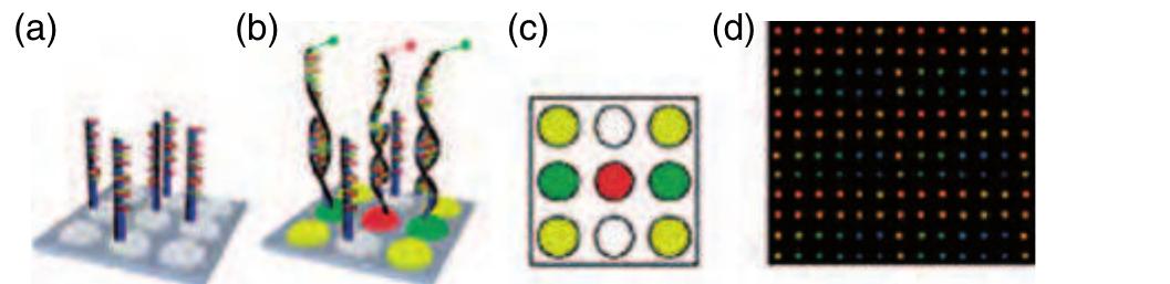 Figure 44 Illustration of the working principle of a DNA microarray. (a) Probe molecules are immobilized as different spots with a certain pitch on the solid surface; (b) a binding reaction takes place between the probe and the sample molecule if the chemical structures are complementary; (c) the fluorescent readout after the microarray experiment indicates positive binding events; and (d) fluorescent image from a real microarray experiment. 
