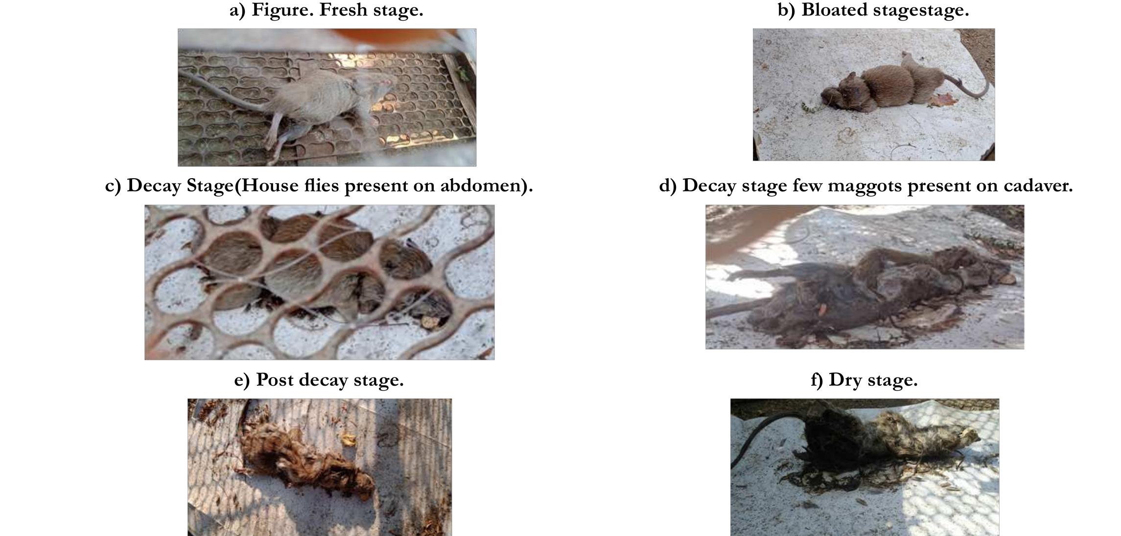 (PDF) Insect Activitiy and Its Relationship to decay Rates of Rat ...