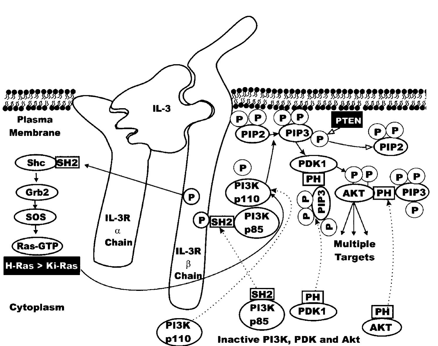 Activation of the pi3k/akt pathway. two mechanisms by which