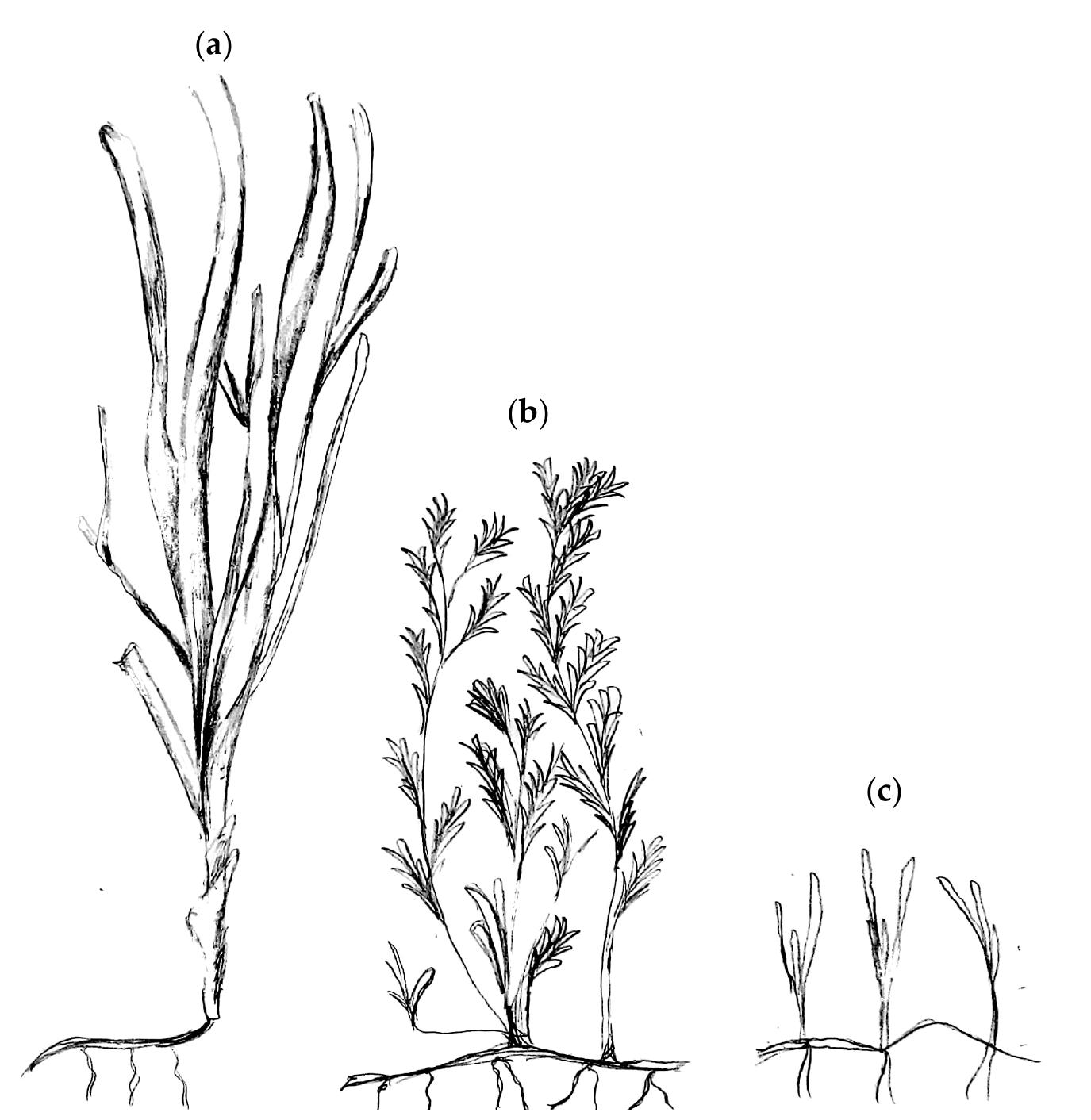 Schematic of seagrass leaf morphology for relative