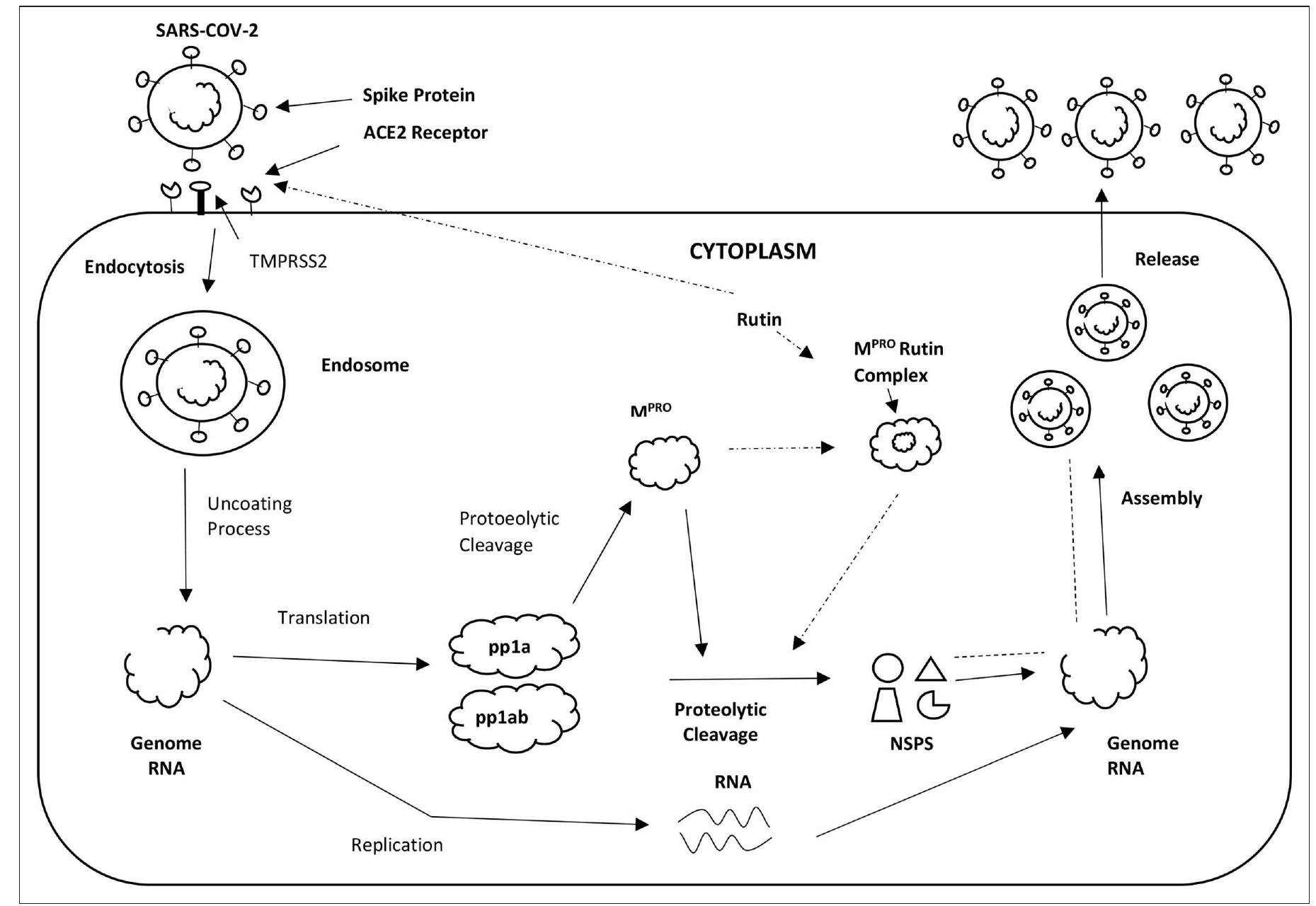 Replication cycle of the severe acute respiratory syndrome