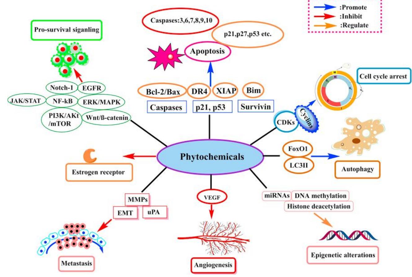 (PDF) Promiscuous Bioactivty of Phytochemicals