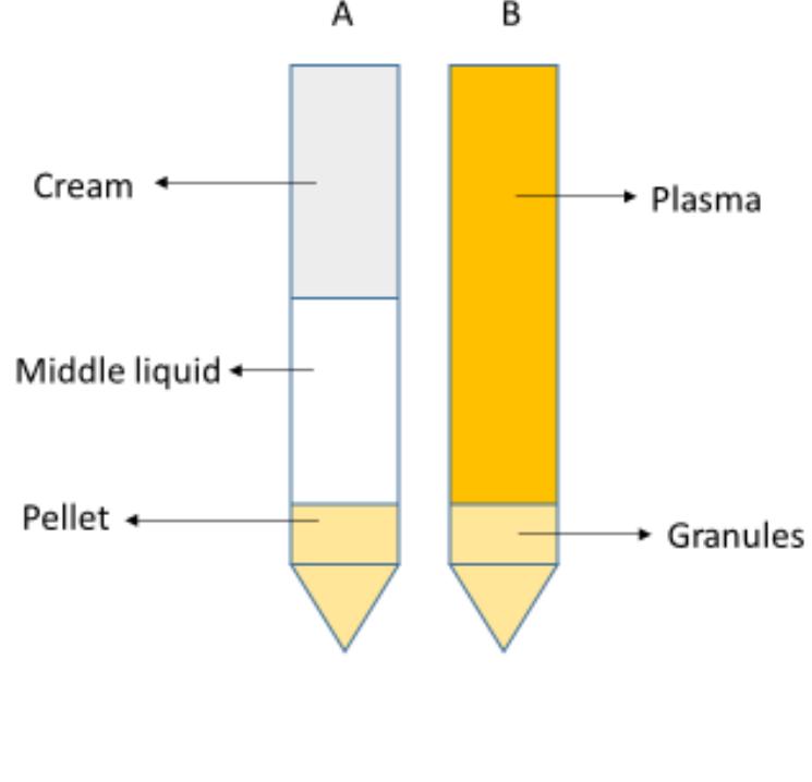 (PDF) A Review on Understanding of Egg Yolk as Functional Ingredients