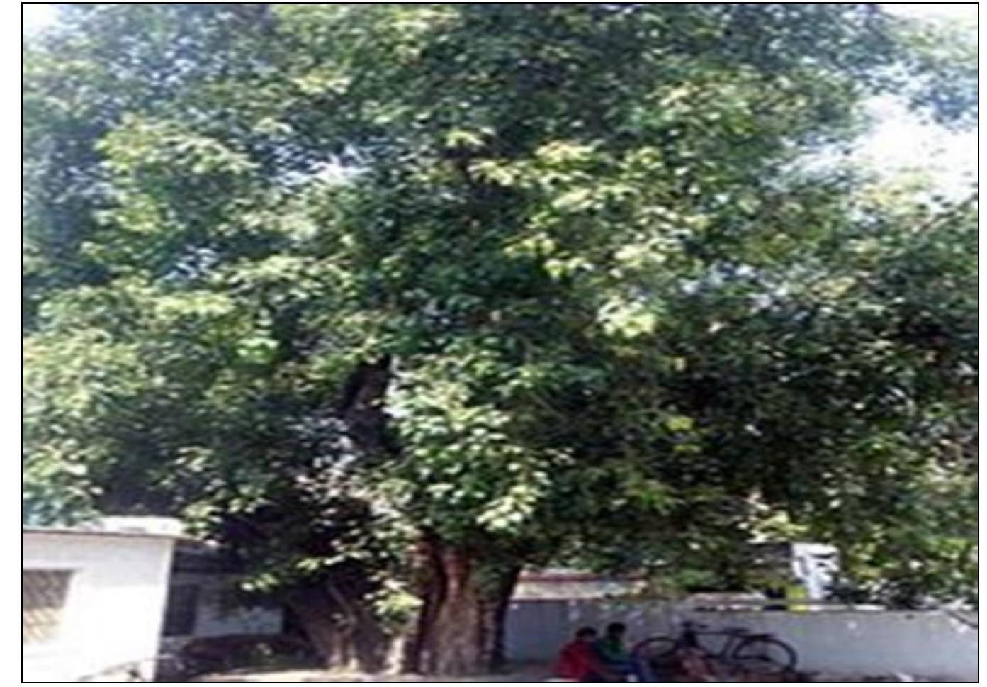 It is also known as, the sacred fig tree or bo tree and is