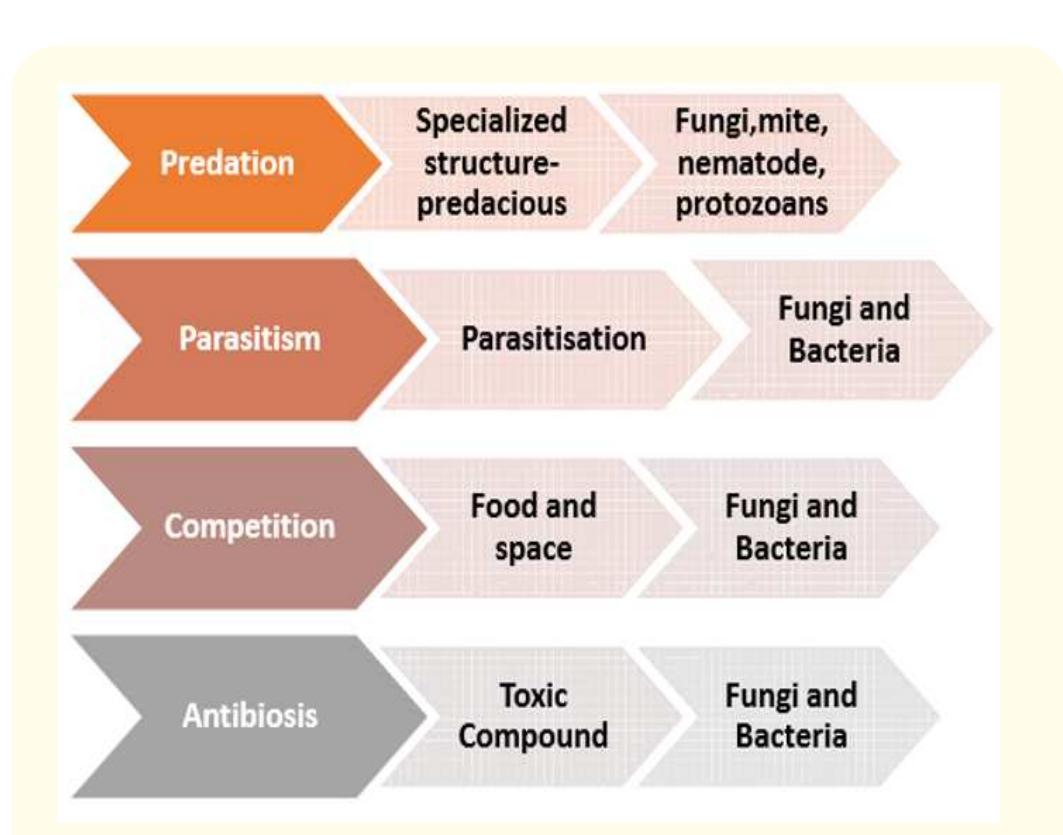(PDF) Bioformulation and Nanotechnology in Pesticide and Fertilizer ...