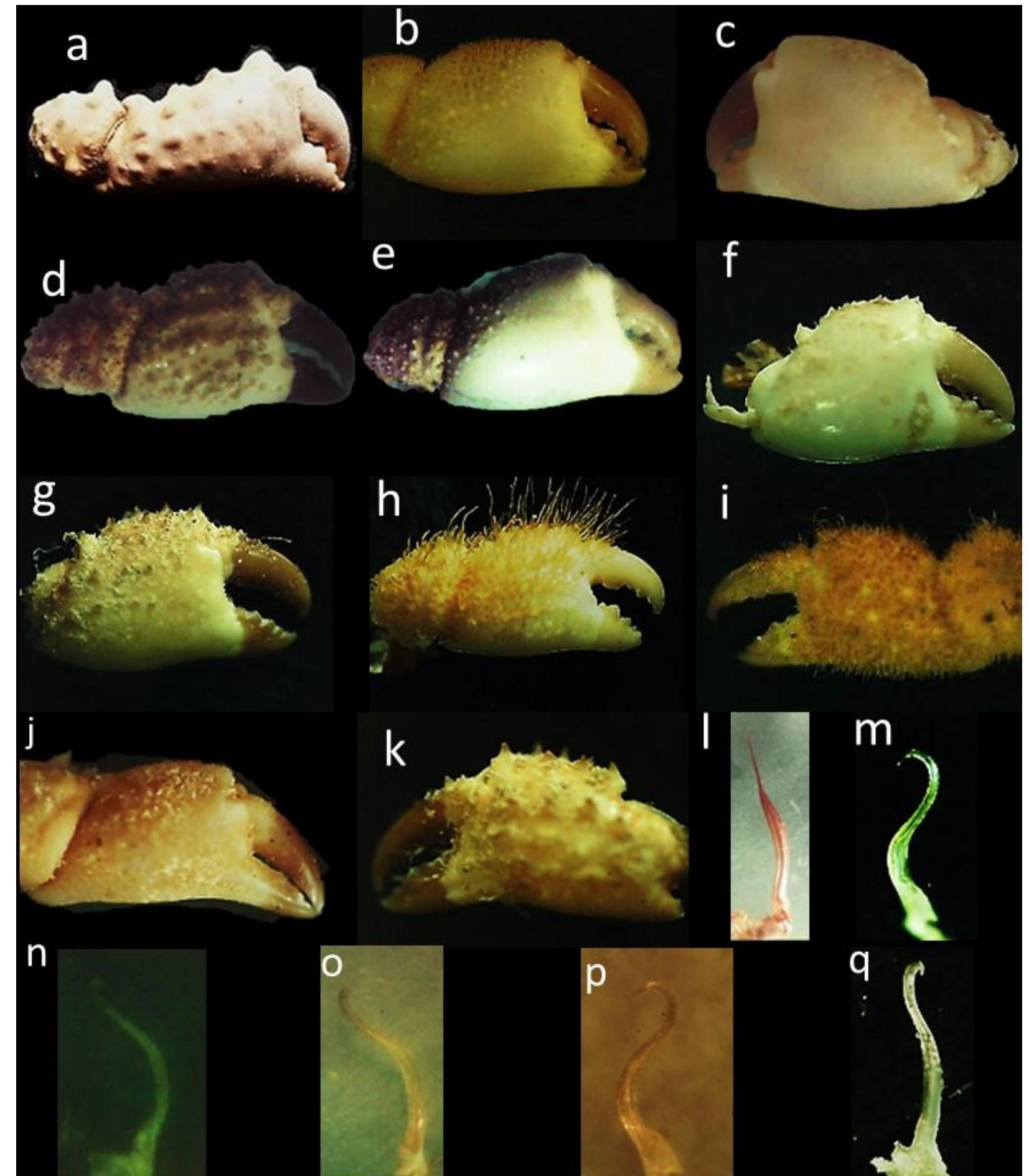 Te iv: outer and dorsal surface of chelae and first male