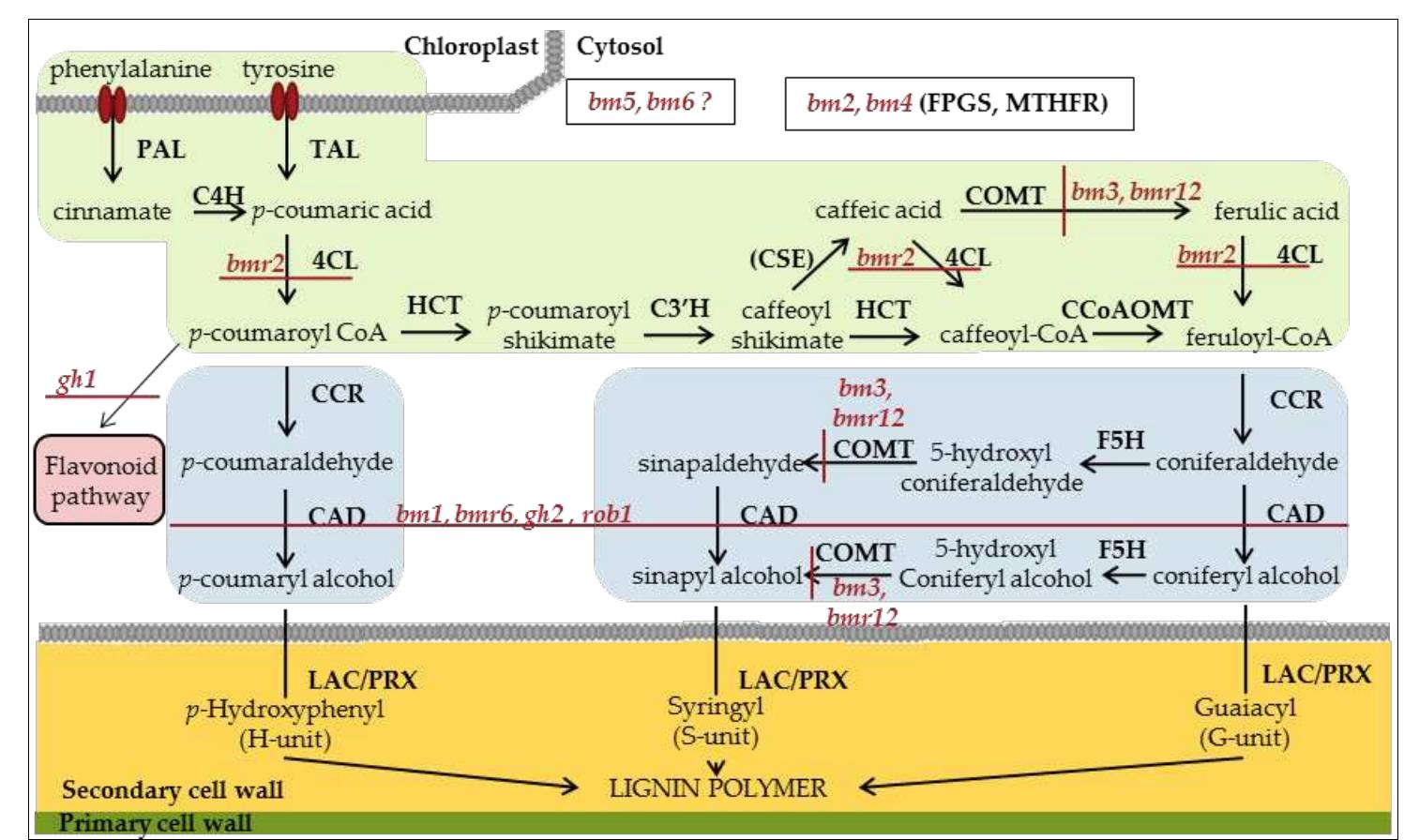 Figure 2 - from Low Lignin Mutants and Reduction of Lignin