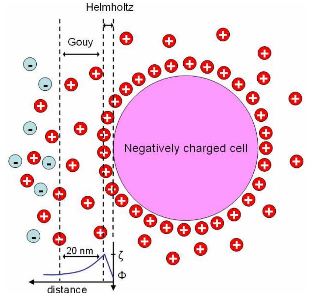 10. schematic representation of a negatively charged cell