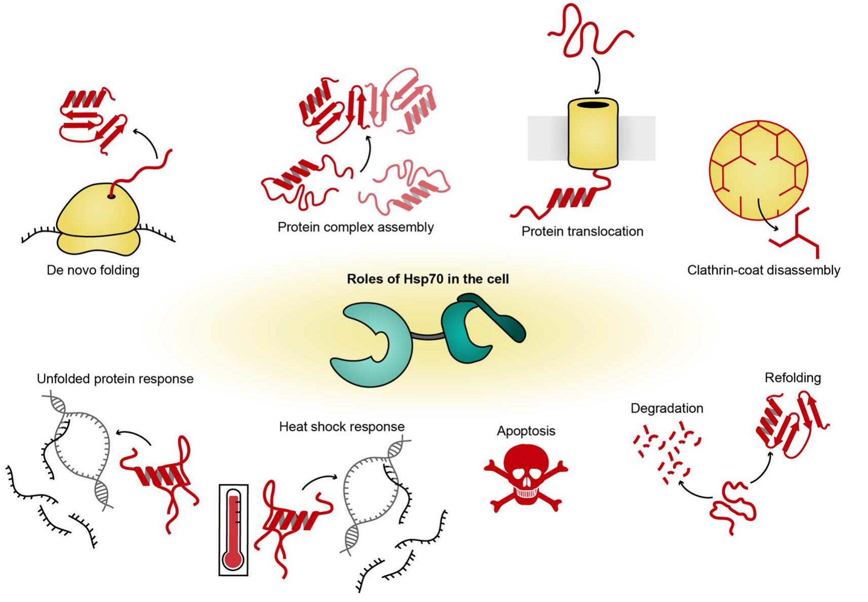 The diverse roles of hsp70 in a cell. schematic drawing of