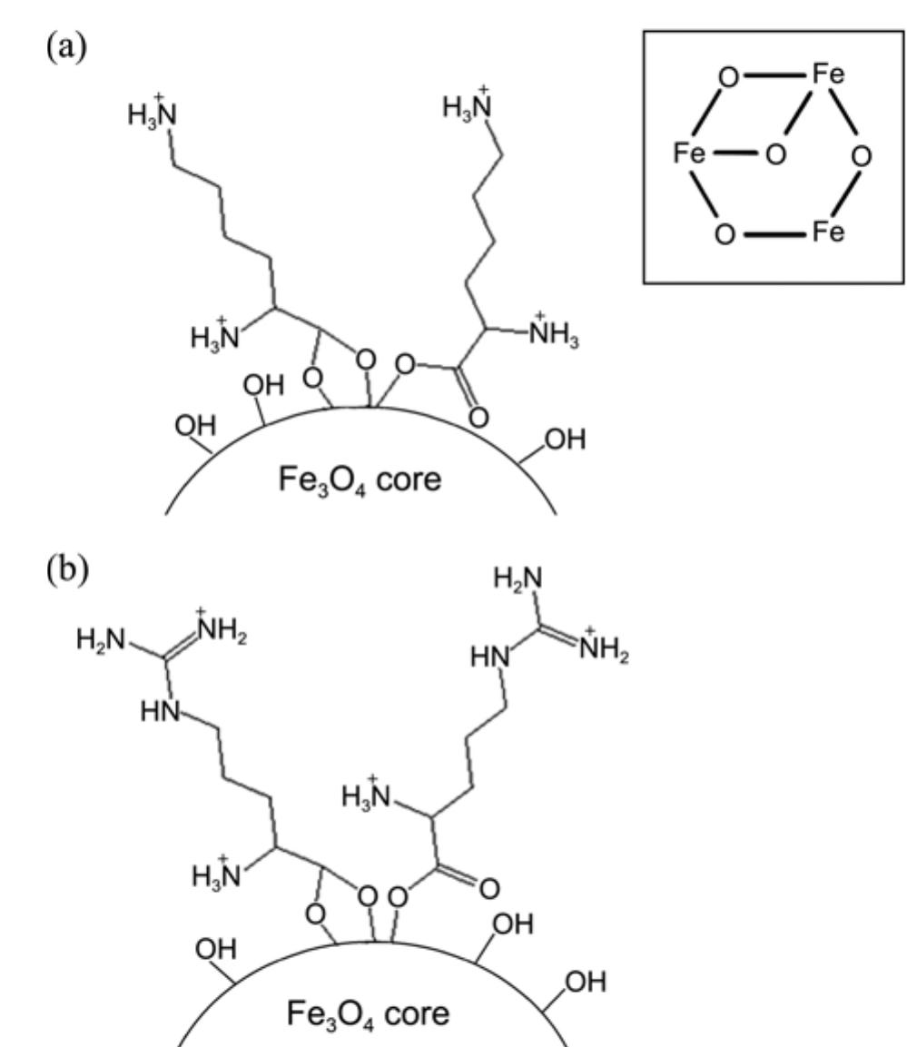 Figure 7 - from Impact of Amino-Acid Coating on the