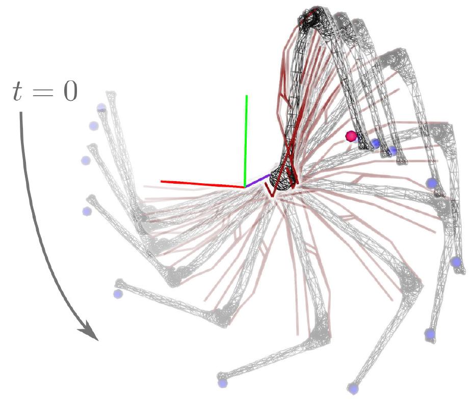 Snapshots of a walking gait cycle driven by muscles