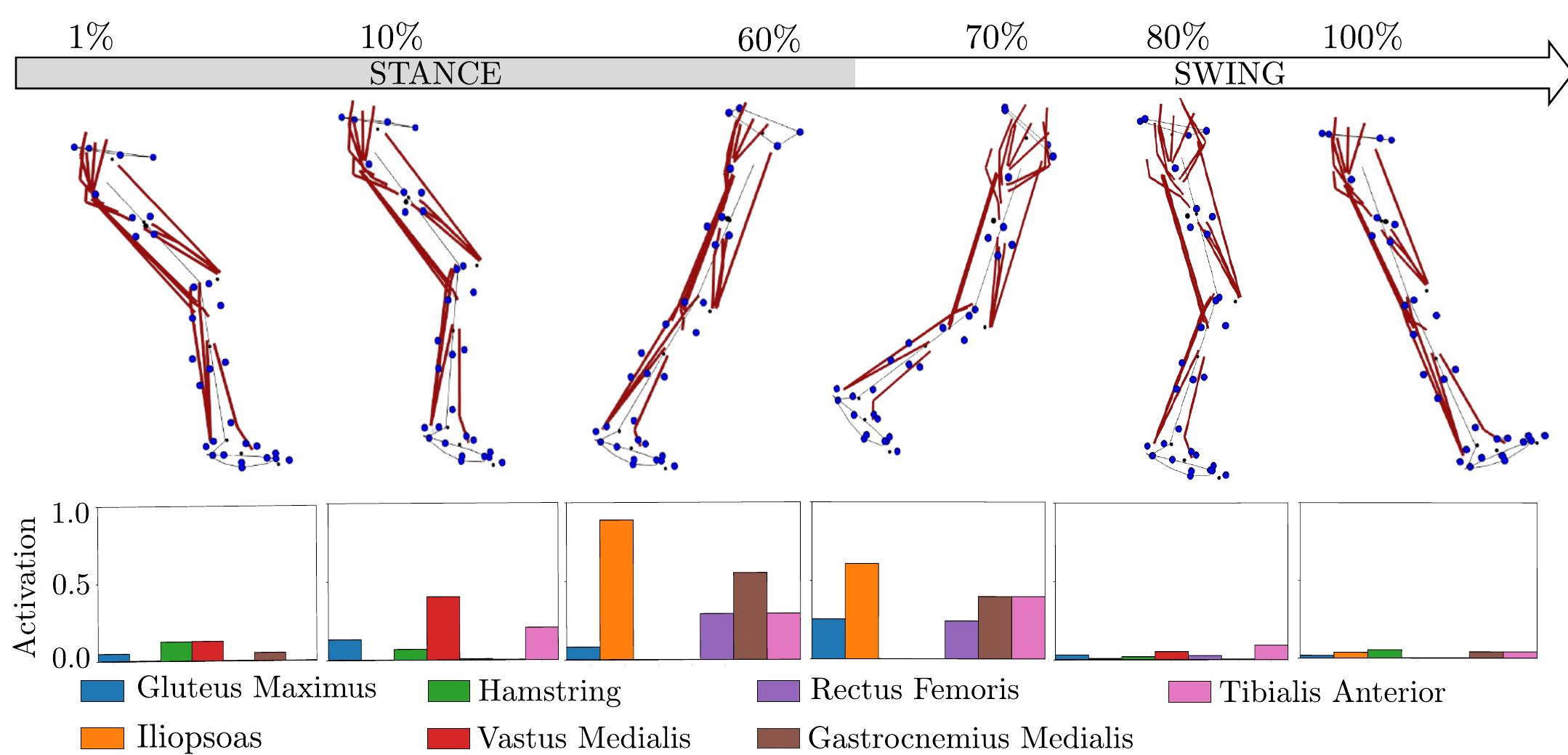 Snapshots of a walking gait cycle driven by muscles