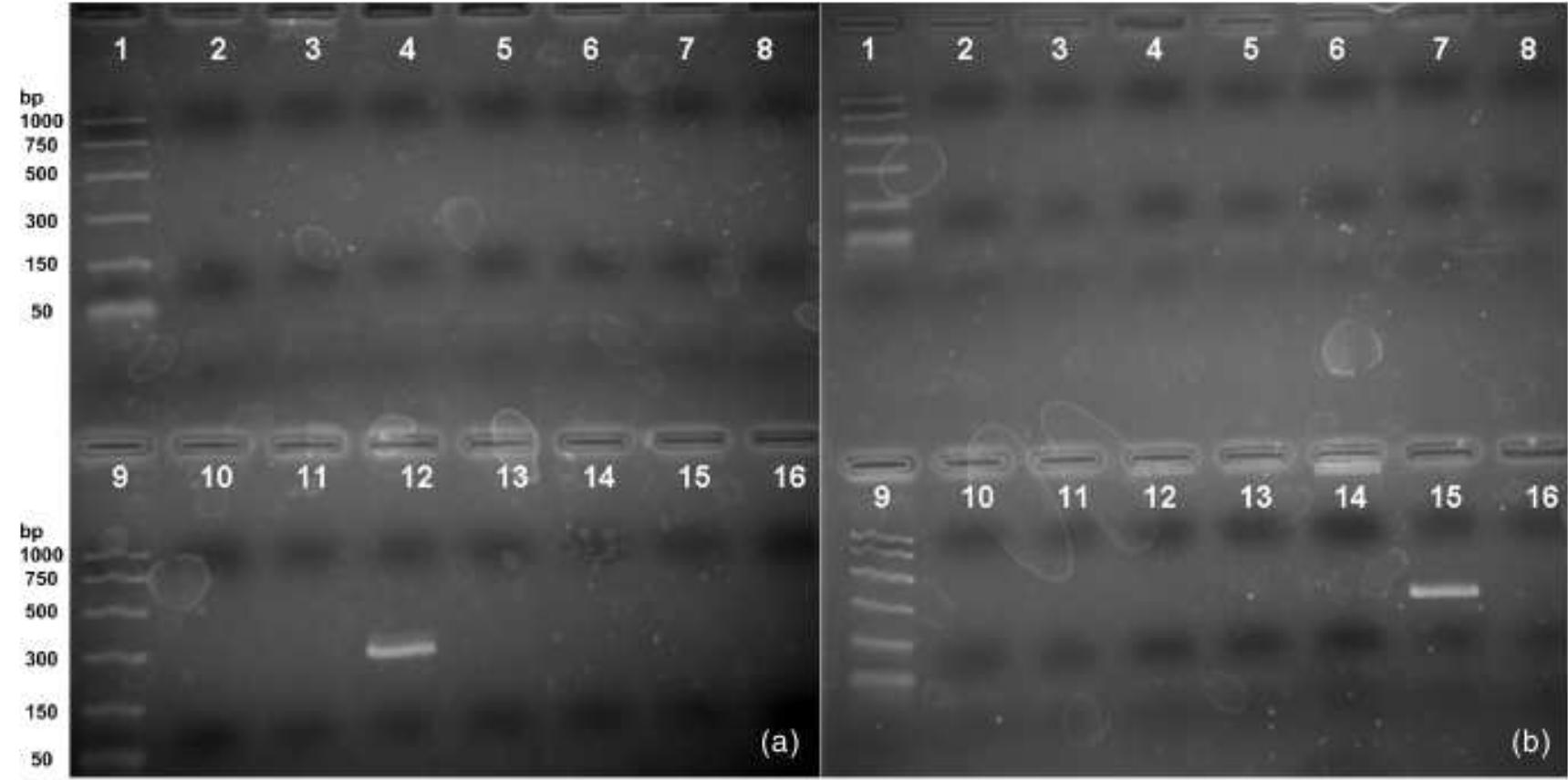 (PDF) Development of species-specific PCR primer sets for the detection ...