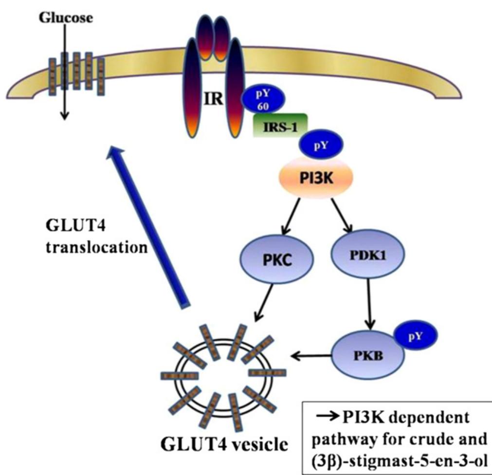Schematic diagram explaining the possible mechanism of