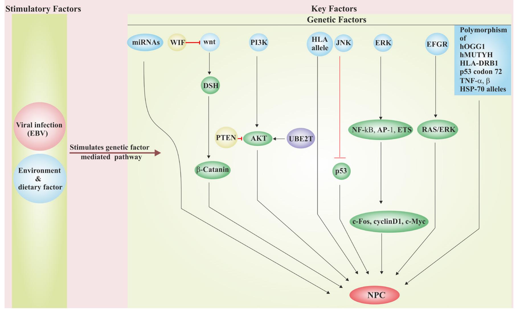 (PDF) Higher incidence of nasopharyngeal carcinoma in some regions in ...