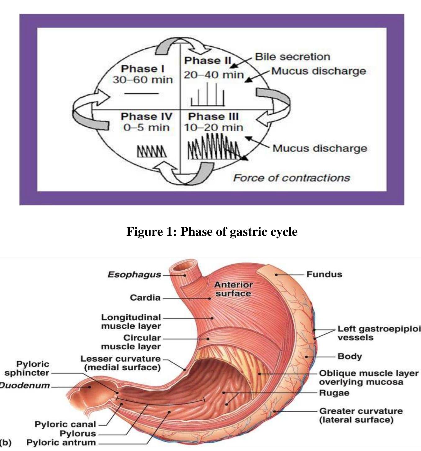 (PDF) A review on gastroretentive drug delivery system