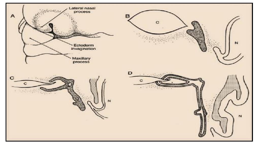 The nasolacrimal duct forms from a cord of ectoderma cells