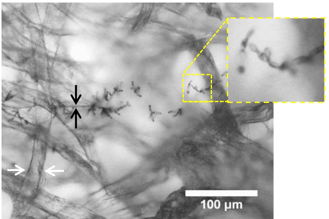 Figure 16 - from Fungal biodeterioration of paper: