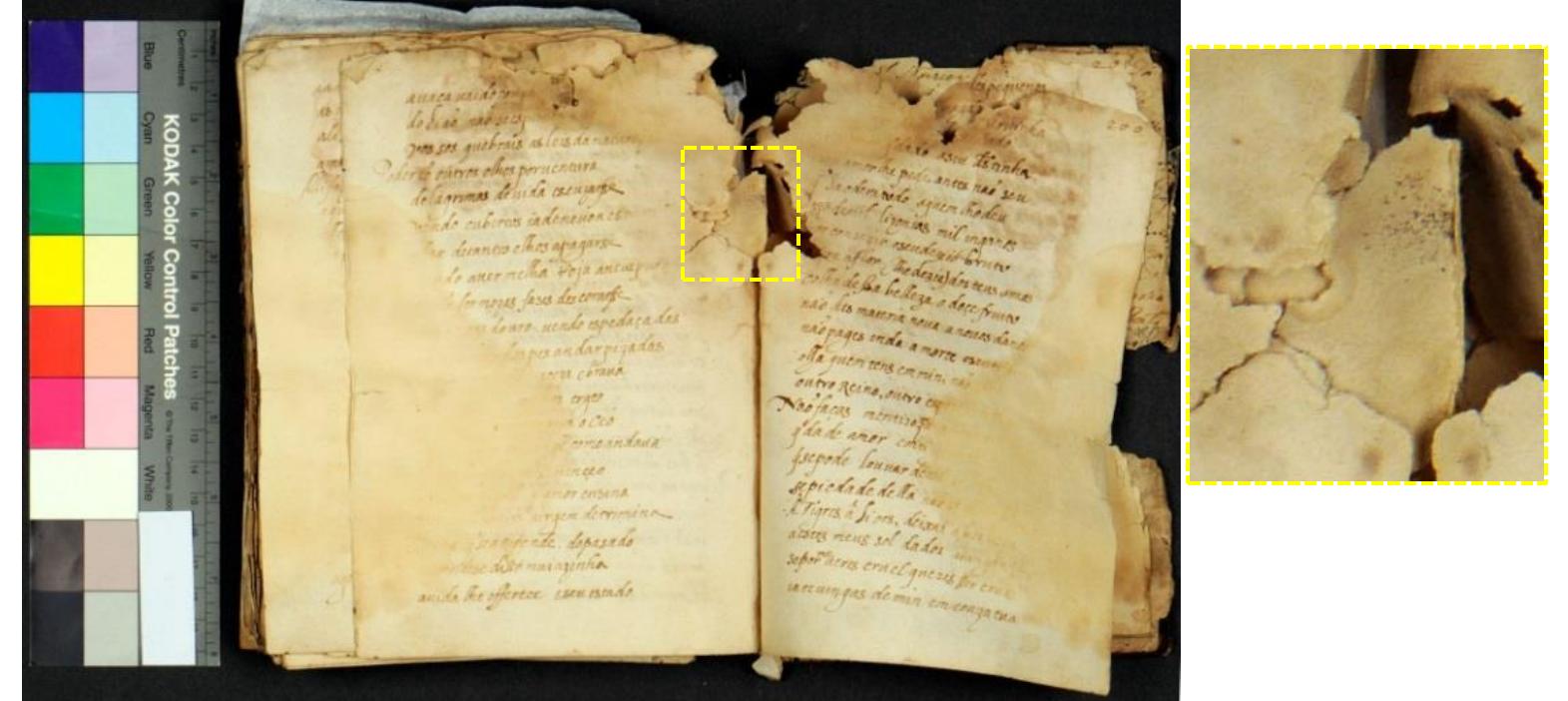 Figure 16 - from Fungal biodeterioration of paper: