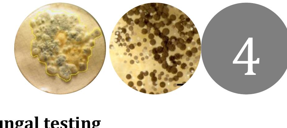 (PDF) Fungal biodeterioration of paper: development of safer and ...
