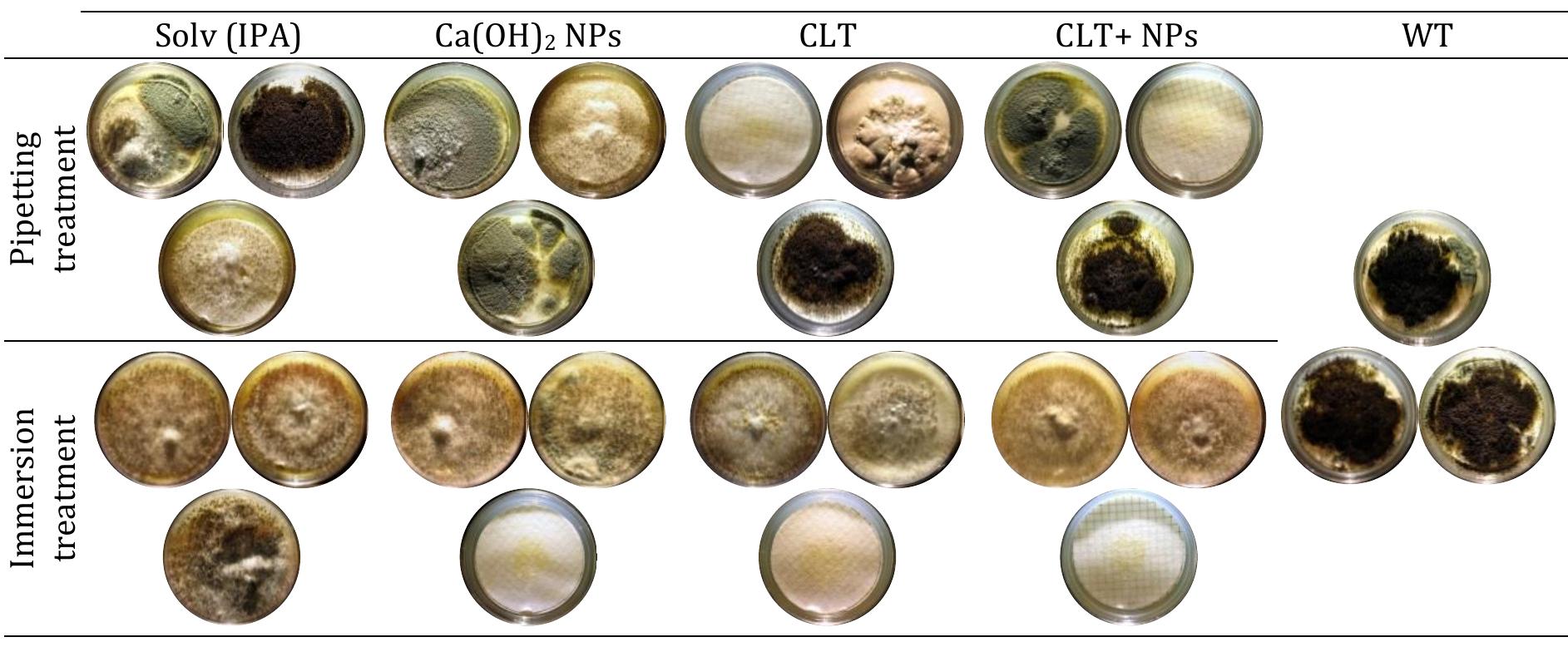 Figure 99 - Fungal biodeterioration of paper: development of